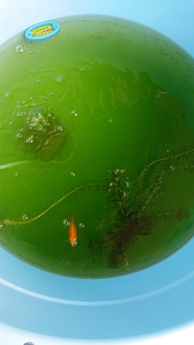 f:id:funaosarasa:20200913152515j:plain f:id:funaosarasa:20200913152515j:plain