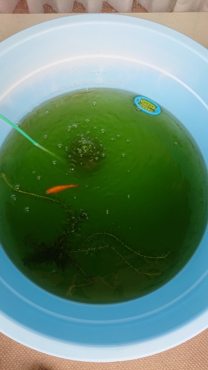 f:id:funaosarasa:20200913152717j:plain f:id:funaosarasa:20200913152717j:plain