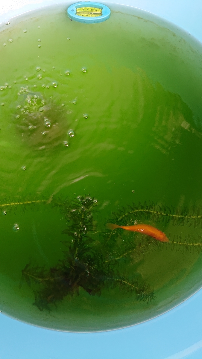 f:id:funaosarasa:20200913152948j:plain f:id:funaosarasa:20200913152948j:plain