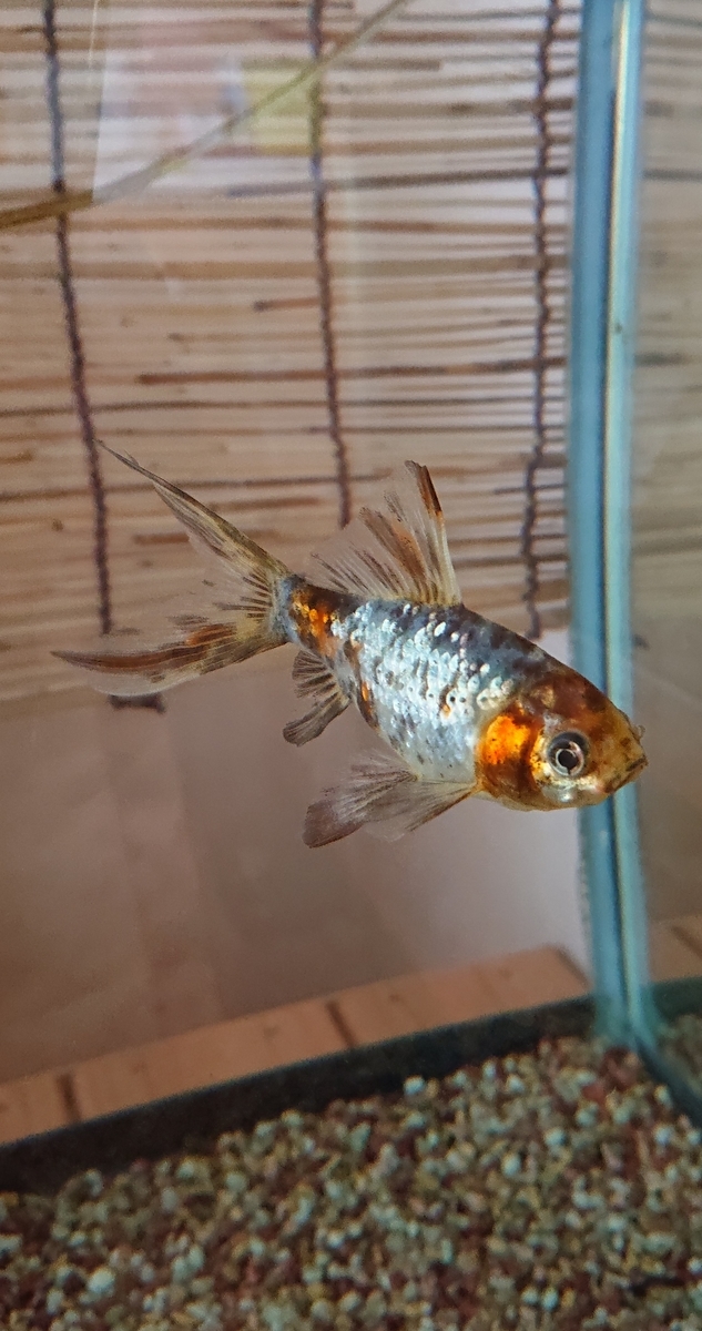 金魚は色んな飼い方が出来る すくい金魚