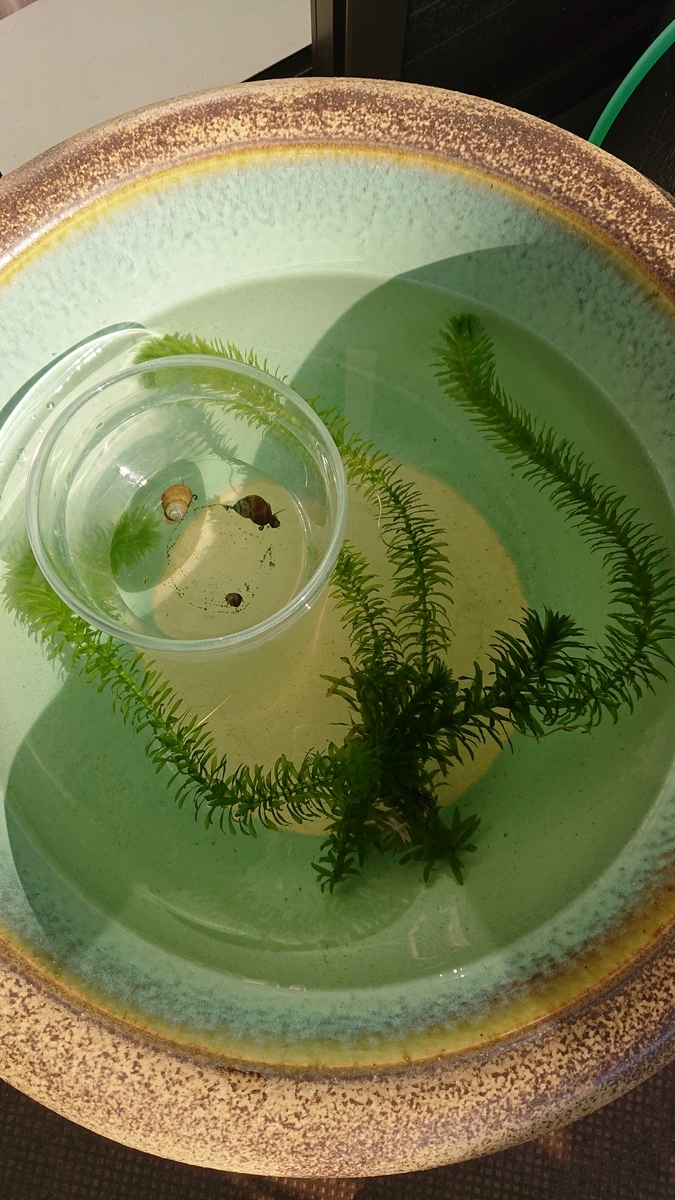f:id:funaosarasa:20200923111816j:plain f:id:funaosarasa:20200923111816j:plain