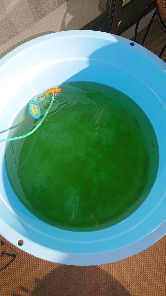 f:id:funaosarasa:20200923112008j:plain f:id:funaosarasa:20200923112008j:plain
