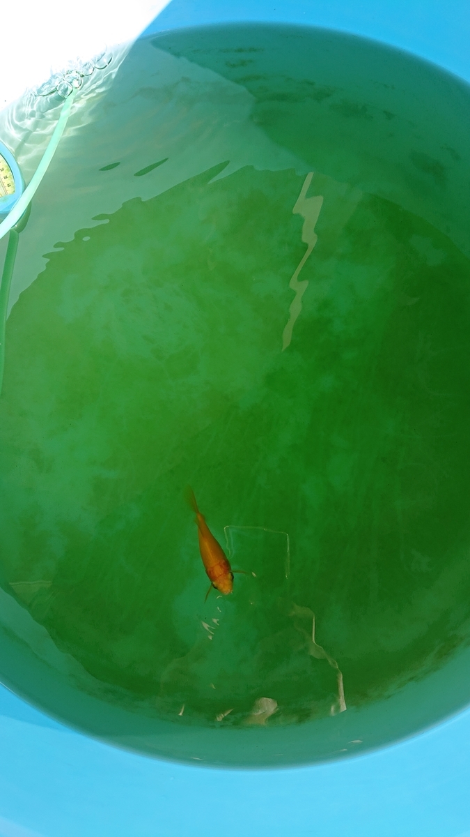 f:id:funaosarasa:20200923112117j:plain f:id:funaosarasa:20200923112117j:plain