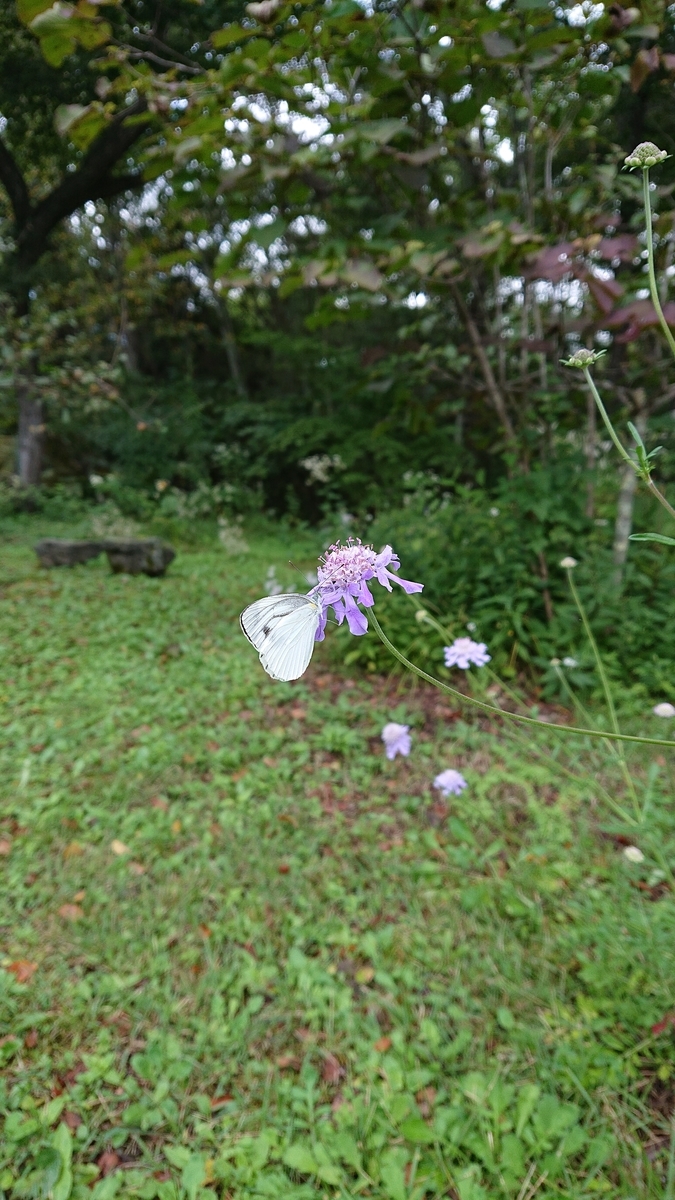 f:id:funaosarasa:20200923164501j:plain