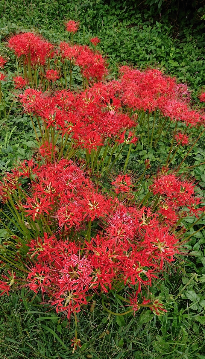 f:id:funaosarasa:20201001150405j:plain f:id:funaosarasa:20201001150405j:plain