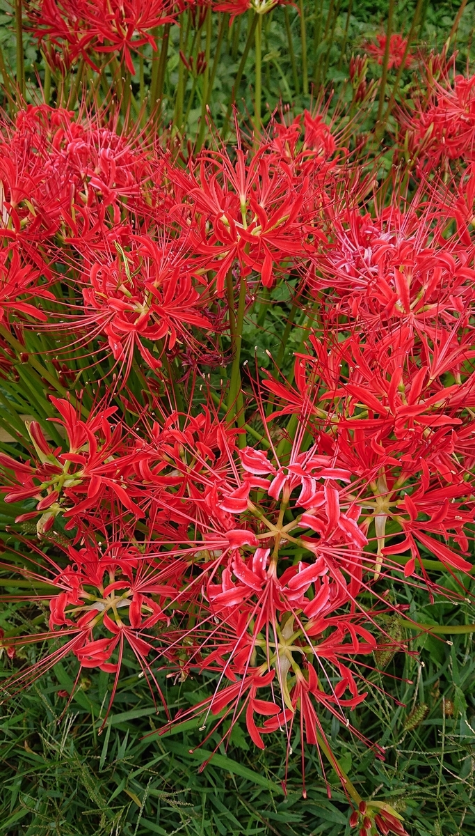 f:id:funaosarasa:20201001150528j:plain f:id:funaosarasa:20201001150528j:plain
