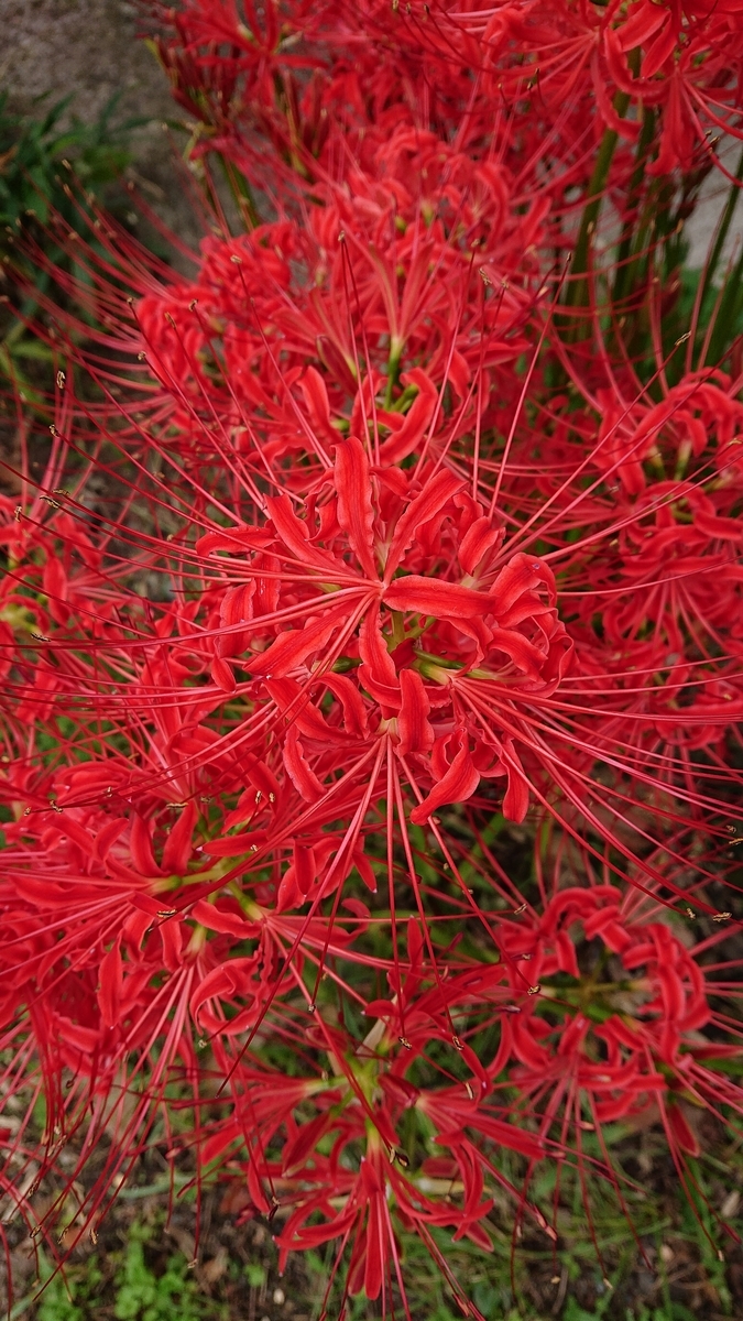 f:id:funaosarasa:20201001150751j:plain f:id:funaosarasa:20201001150751j:plain