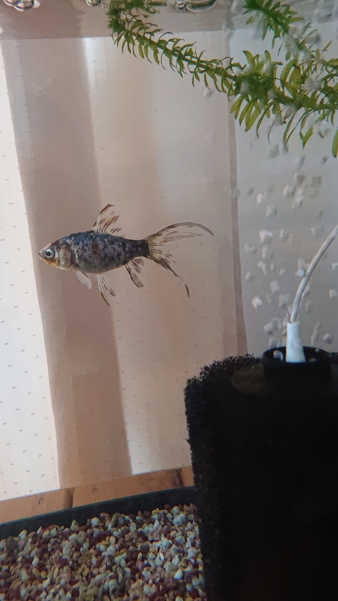 f:id:funaosarasa:20201005123111j:plain f:id:funaosarasa:20201005123111j:plain