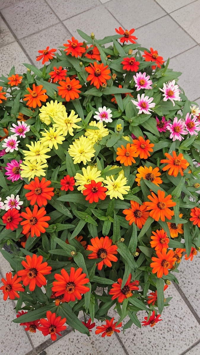 f:id:funaosarasa:20201005225610j:plain f:id:funaosarasa:20201005225610j:plain