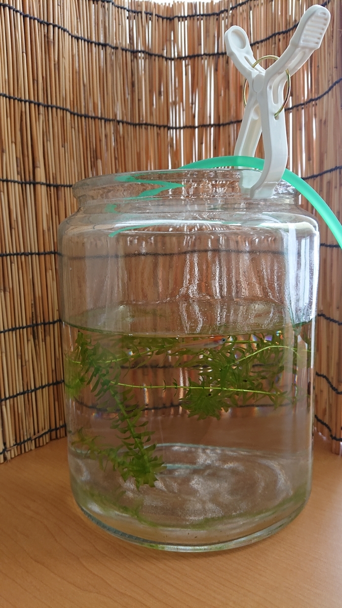 メダカの痩せ細り病 すくい金魚