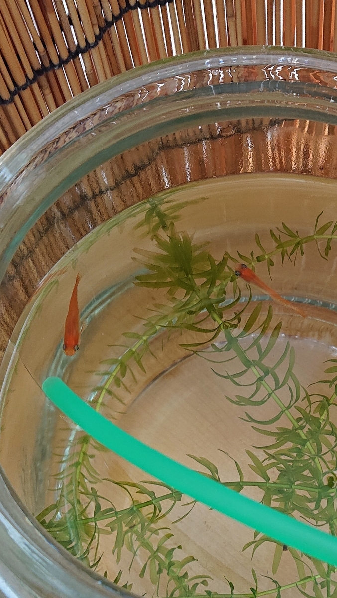 メダカの痩せ細り病 すくい金魚