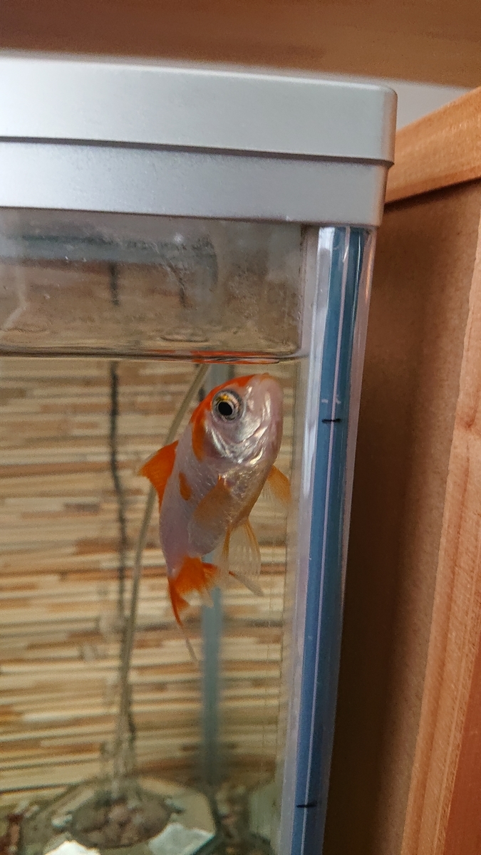 f:id:funaosarasa:20201007172637j:plain f:id:funaosarasa:20201007172637j:plain