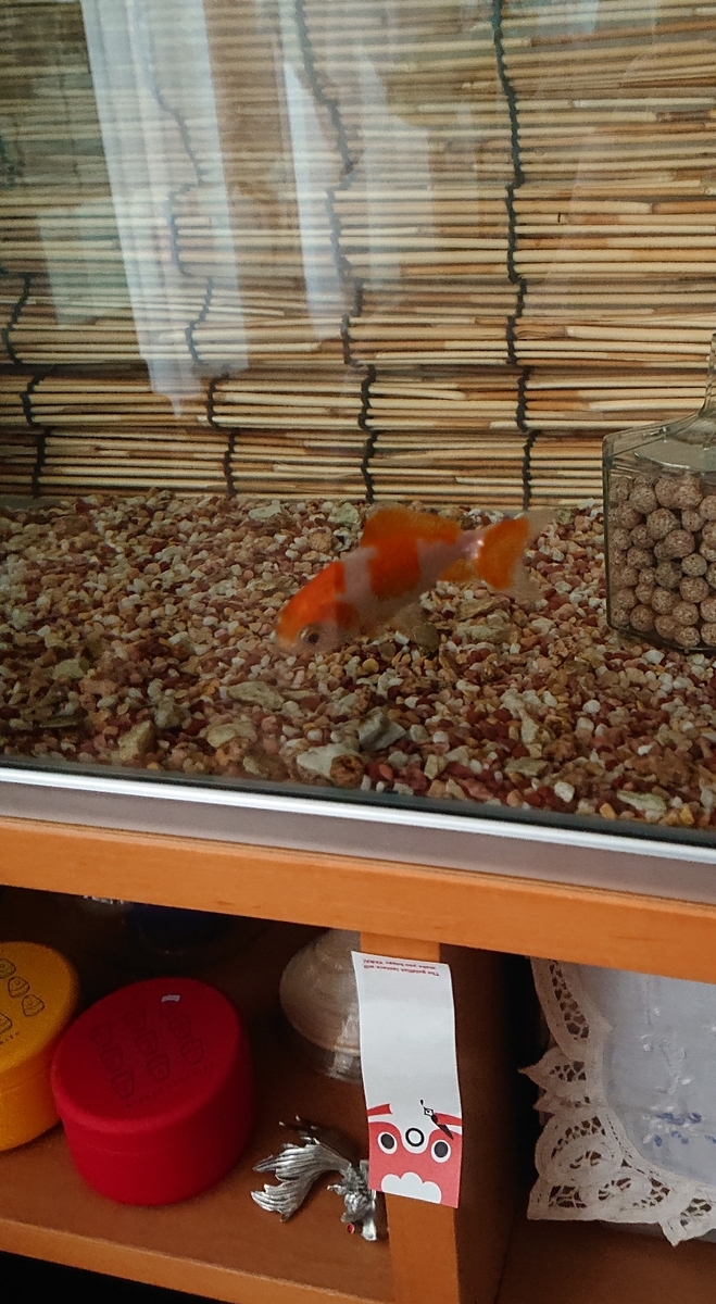 f:id:funaosarasa:20201007172957j:plain f:id:funaosarasa:20201007172957j:plain