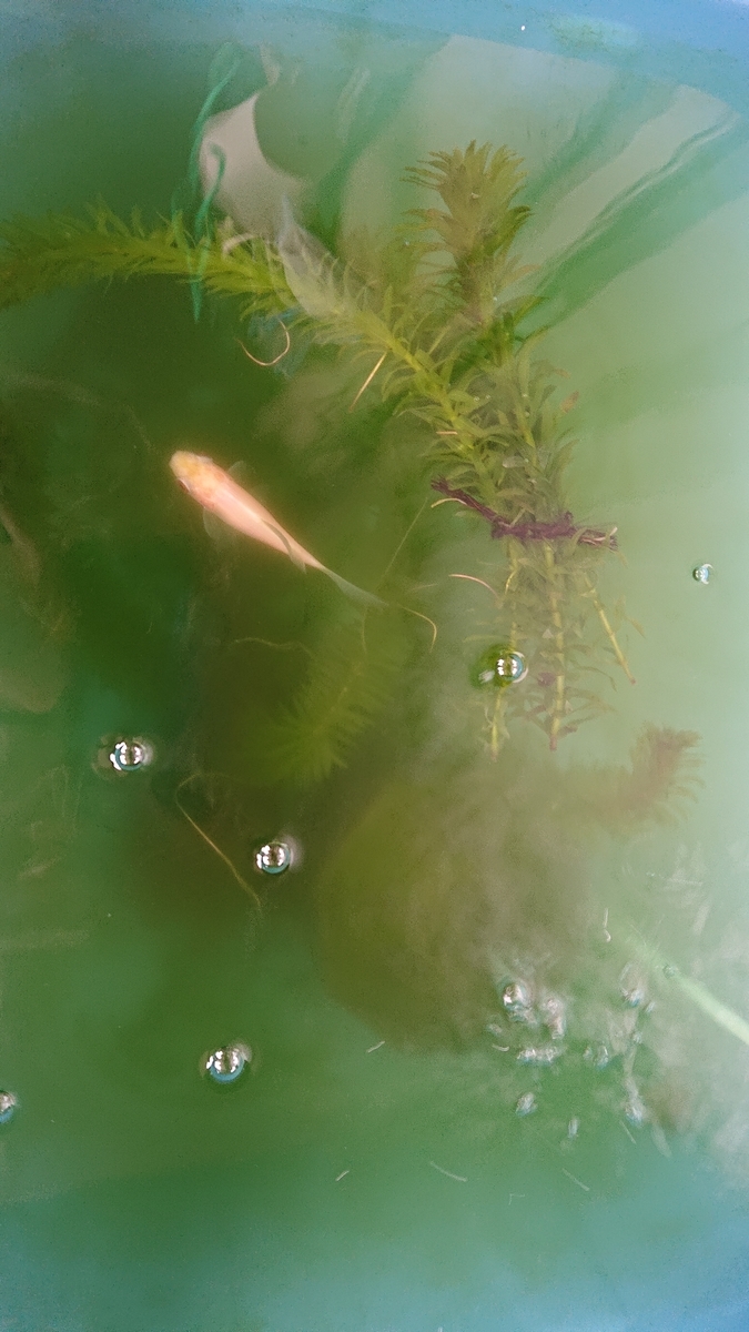 f:id:funaosarasa:20201009133630j:plain f:id:funaosarasa:20201009133630j:plain