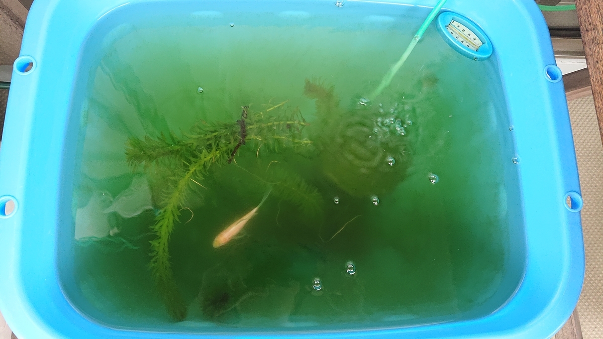 f:id:funaosarasa:20201009133801j:plain f:id:funaosarasa:20201009133801j:plain