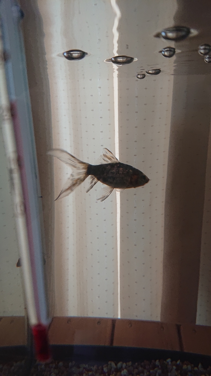 f:id:funaosarasa:20201012000509j:plain
