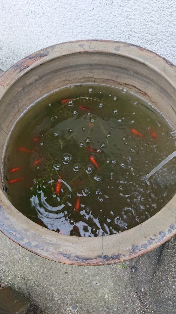f:id:funaosarasa:20201013215916j:plain f:id:funaosarasa:20201013215916j:plain