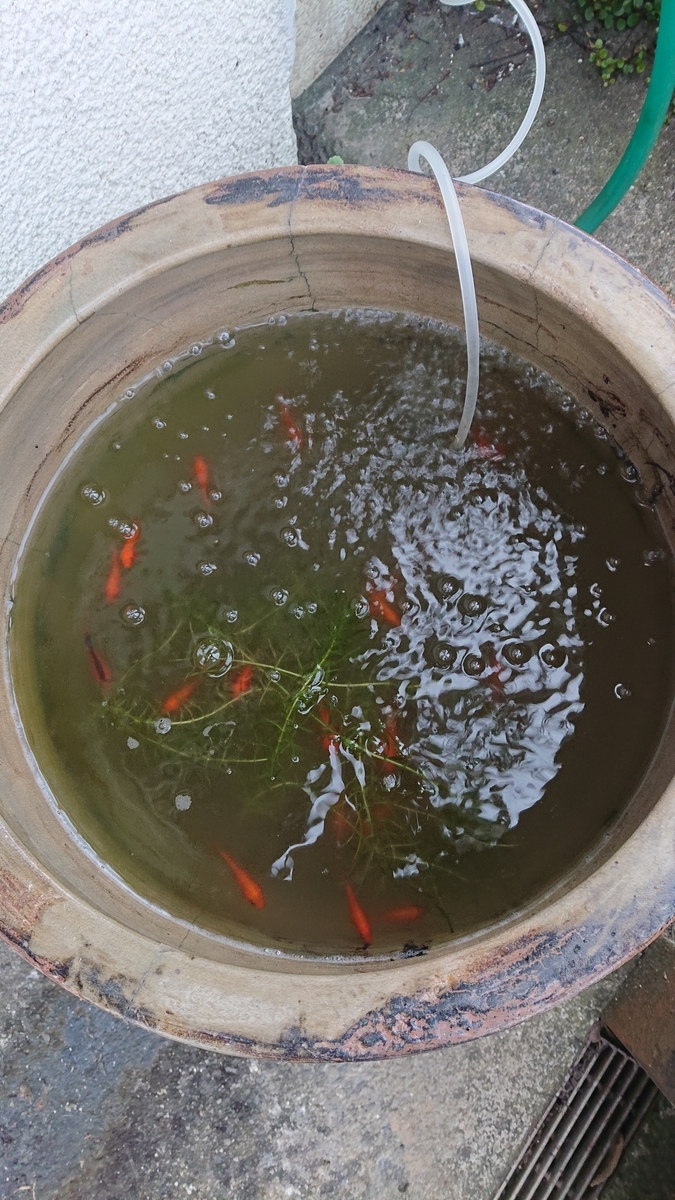 f:id:funaosarasa:20201013220002j:plain f:id:funaosarasa:20201013220002j:plain