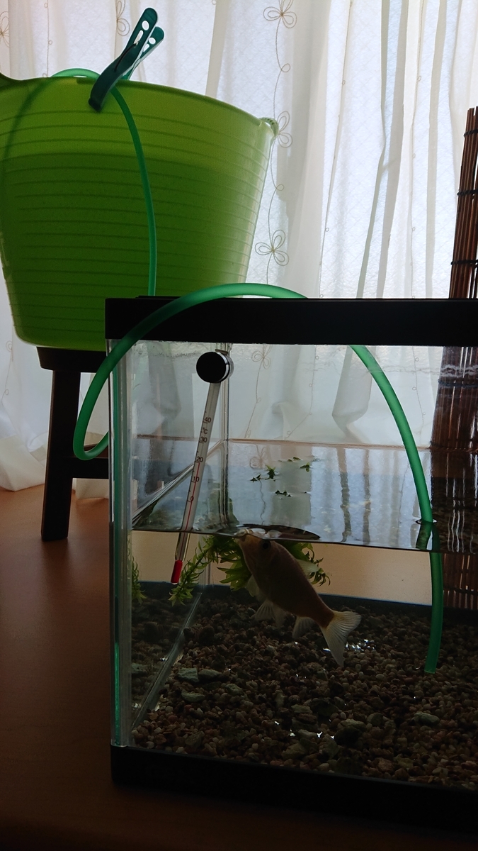 f:id:funaosarasa:20201016150610j:plain f:id:funaosarasa:20201016150610j:plain
