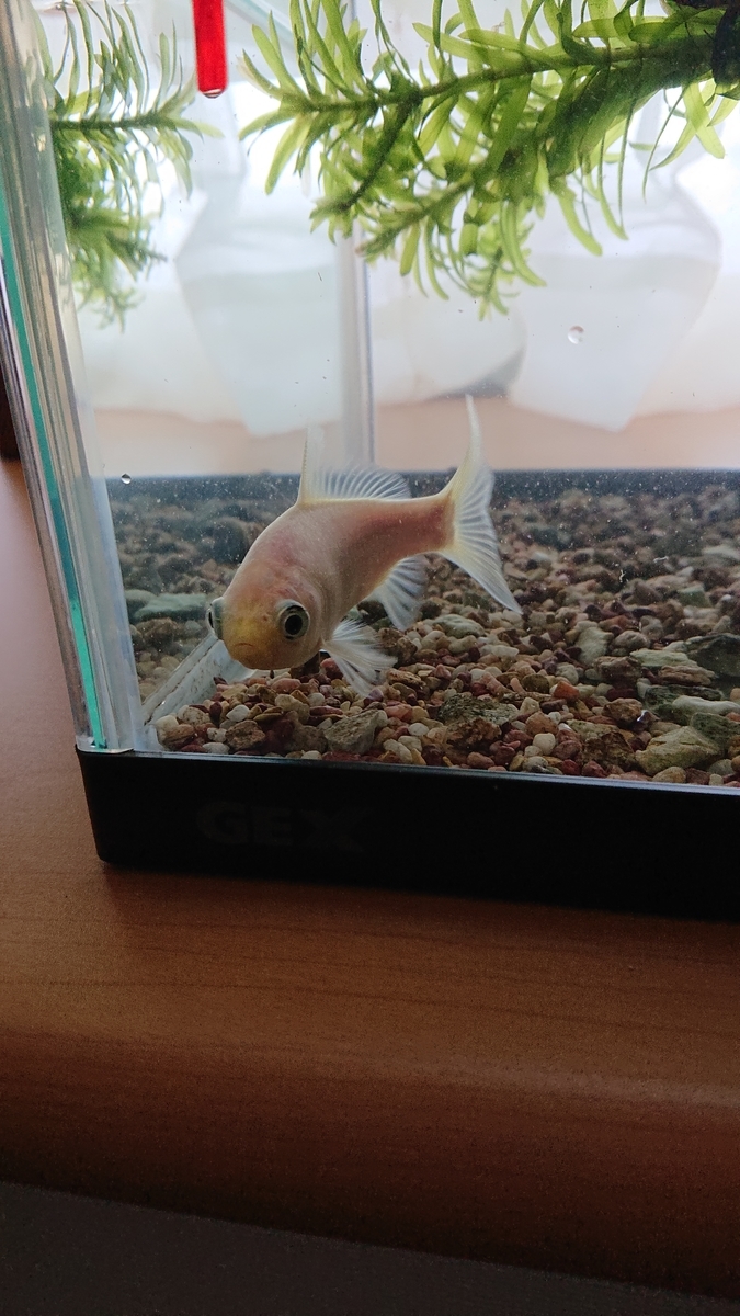 f:id:funaosarasa:20201016151519j:plain f:id:funaosarasa:20201016151519j:plain