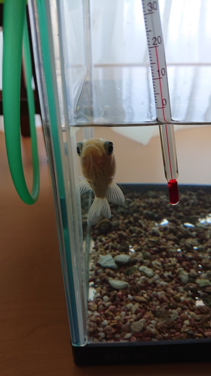 f:id:funaosarasa:20201016151616j:plain f:id:funaosarasa:20201016151616j:plain