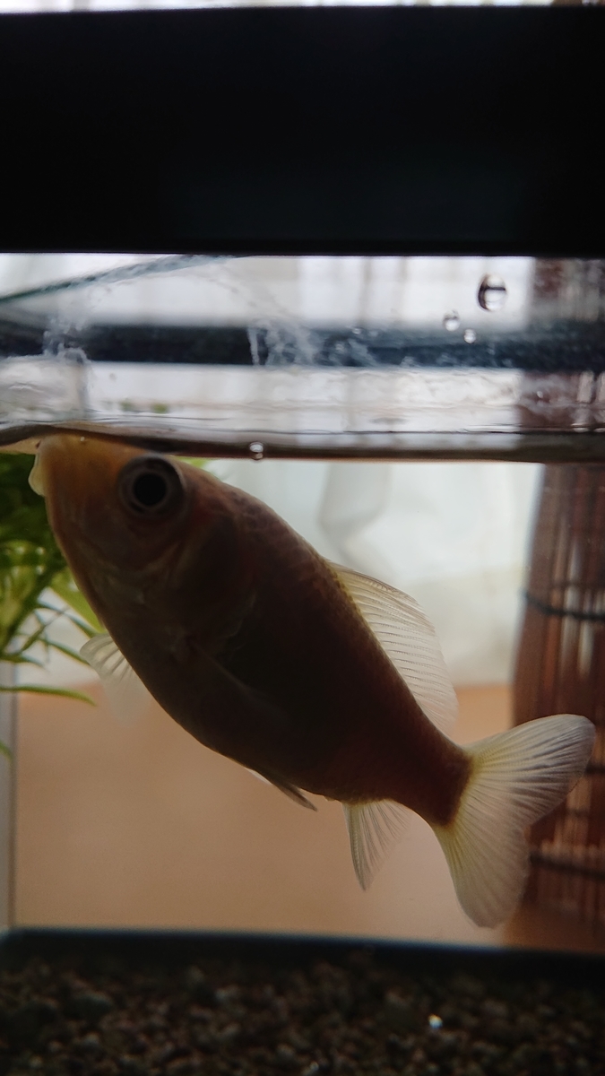 f:id:funaosarasa:20201016152411j:plain f:id:funaosarasa:20201016152411j:plain