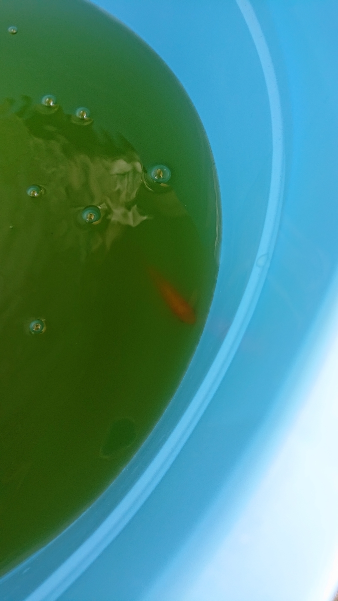 f:id:funaosarasa:20201025171916j:plain f:id:funaosarasa:20201025171916j:plain
