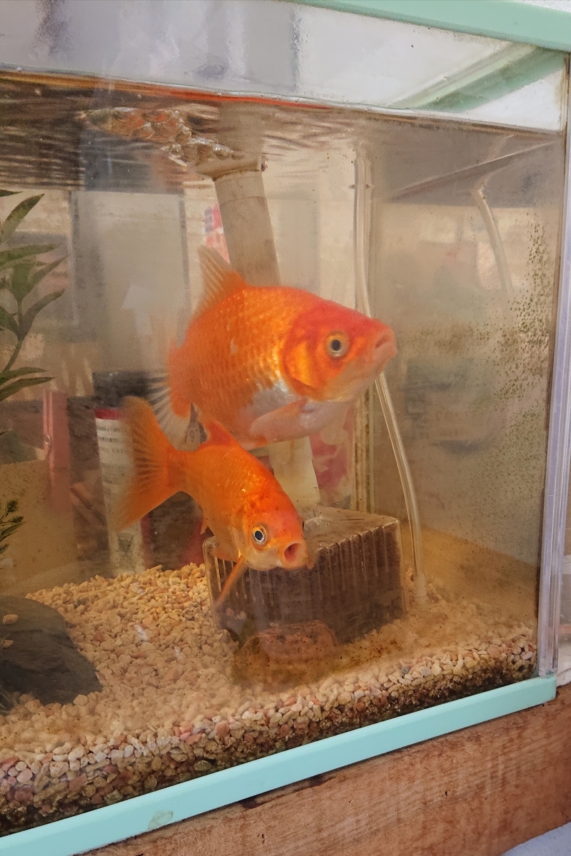 f:id:funaosarasa:20201103162549j:plain f:id:funaosarasa:20201103162549j:plain