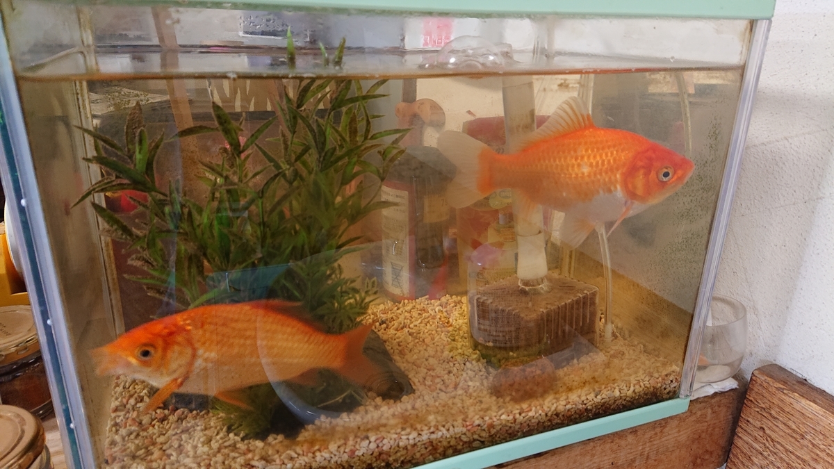 f:id:funaosarasa:20201103162625j:plain f:id:funaosarasa:20201103162625j:plain
