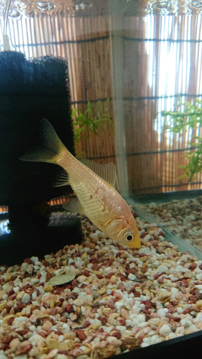 f:id:funaosarasa:20201106125247j:plain f:id:funaosarasa:20201106125247j:plain