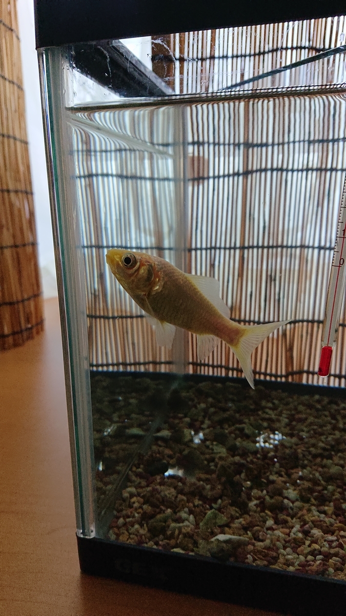 f:id:funaosarasa:20201106125340j:plain f:id:funaosarasa:20201106125340j:plain