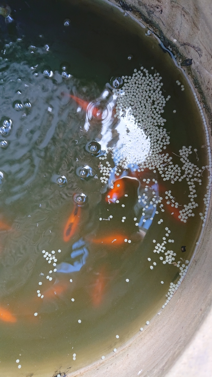 f:id:funaosarasa:20201107171028j:plain f:id:funaosarasa:20201107171028j:plain
