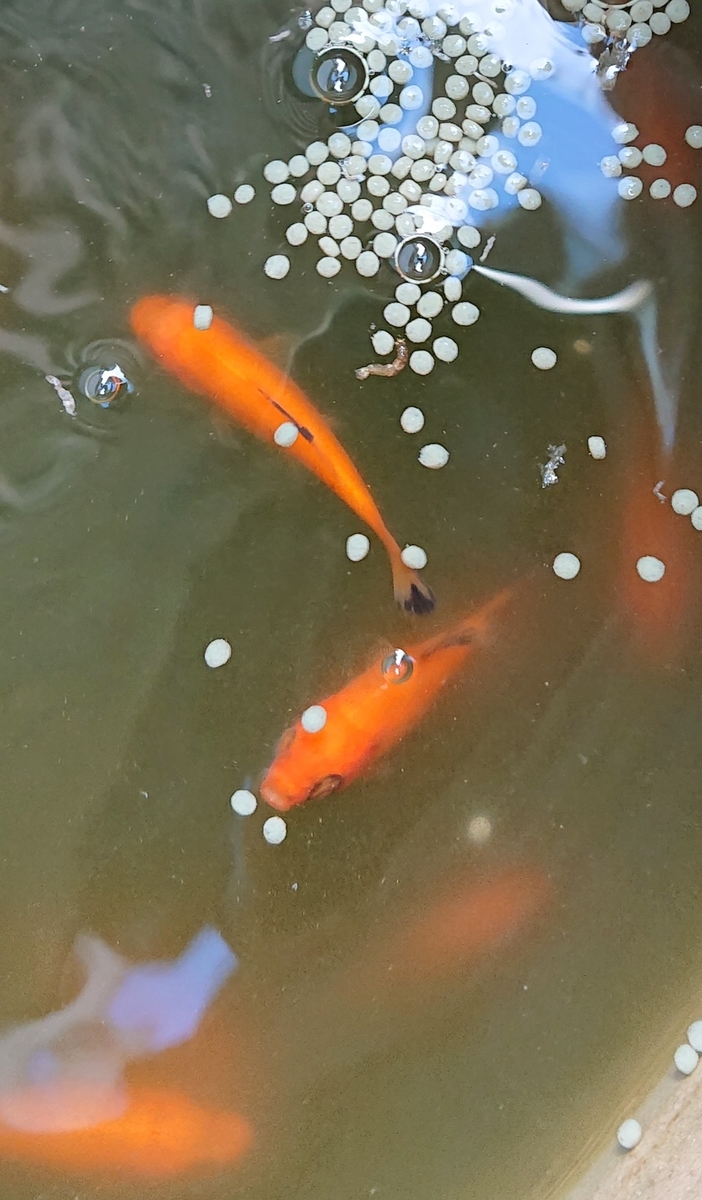 f:id:funaosarasa:20201107171128j:plain f:id:funaosarasa:20201107171128j:plain