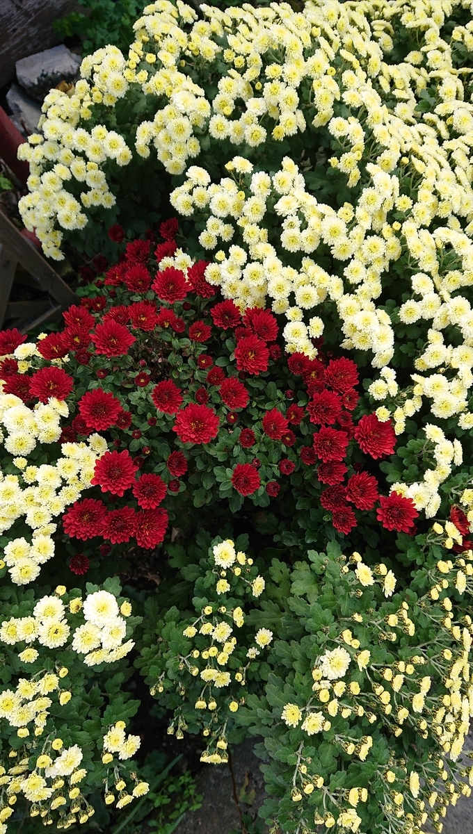f:id:funaosarasa:20201107171730j:plain f:id:funaosarasa:20201107171730j:plain