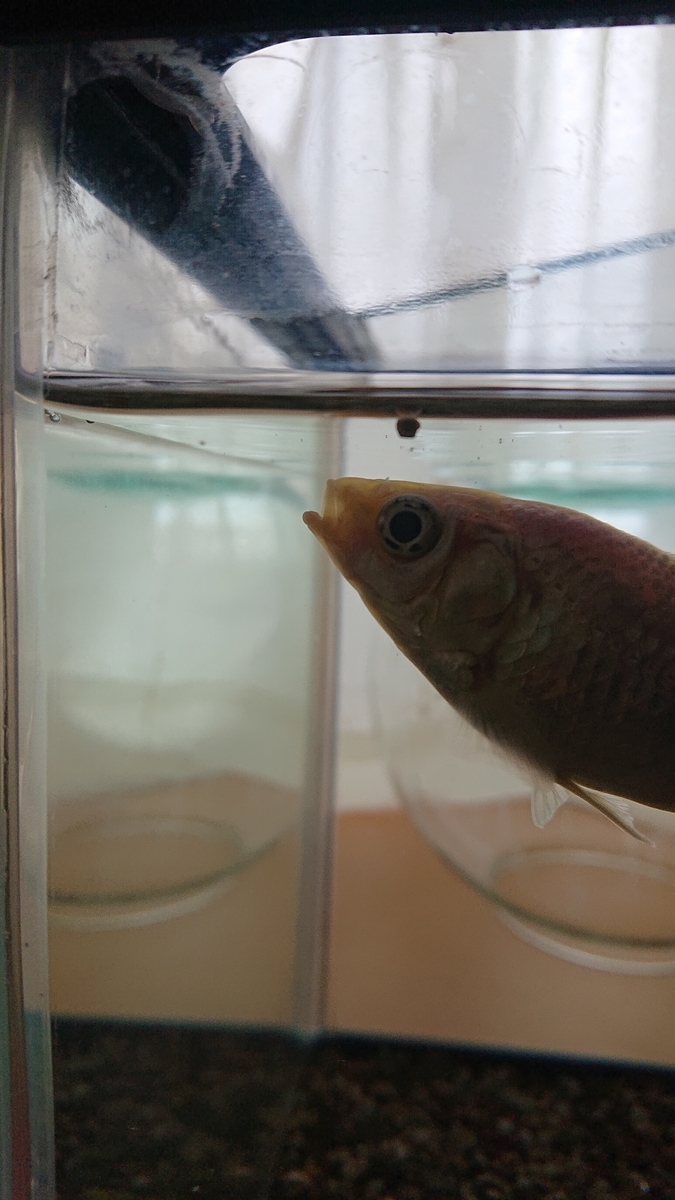 f:id:funaosarasa:20201112153505j:plain f:id:funaosarasa:20201112153505j:plain