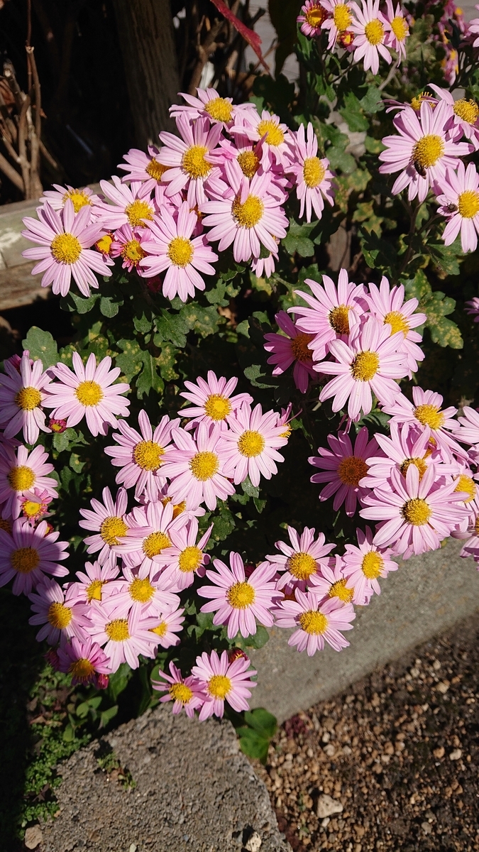 f:id:funaosarasa:20201118171817j:plain