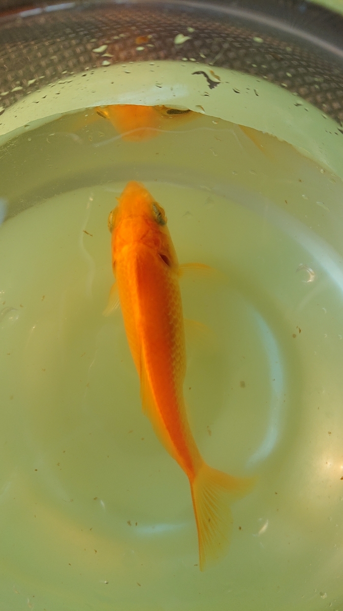 金魚のトリちゃん ちょっと外出 すくい金魚