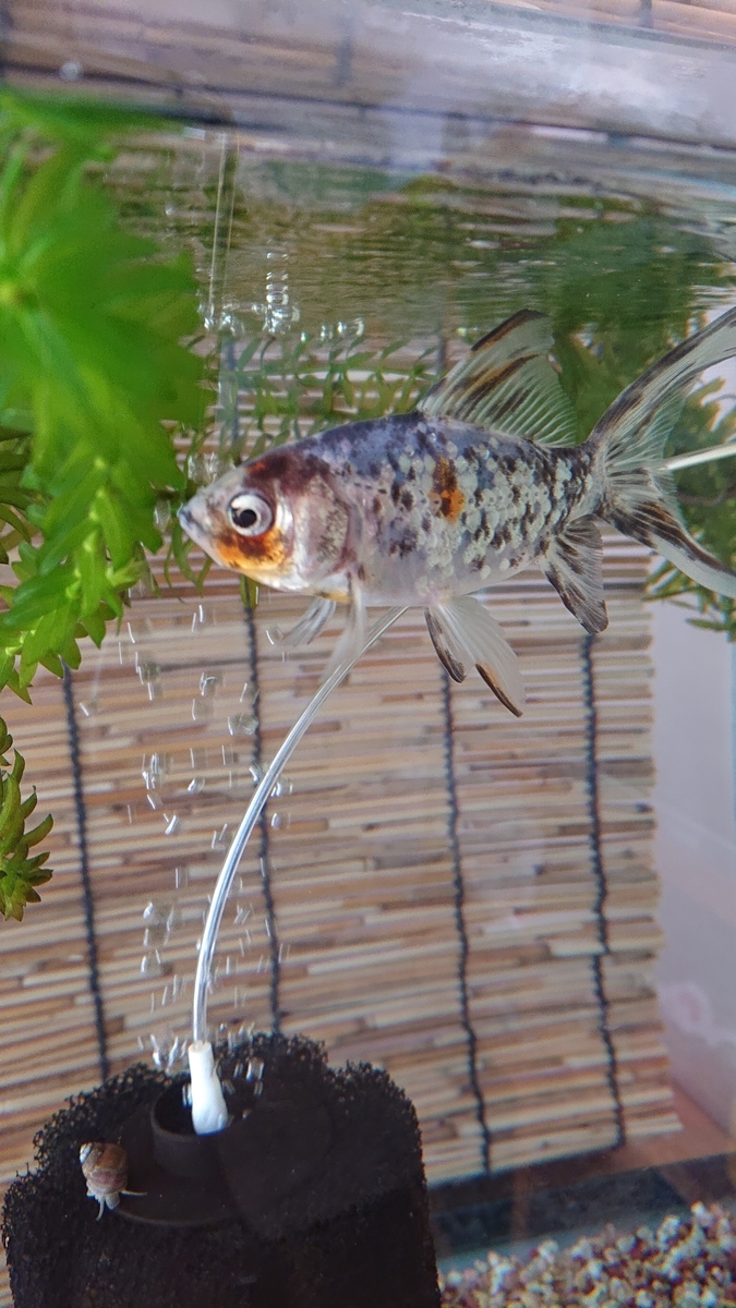 f:id:funaosarasa:20201119151857j:plain