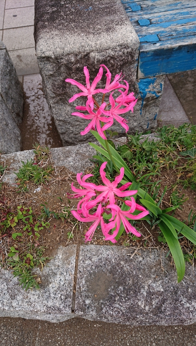f:id:funaosarasa:20201202113231j:plain