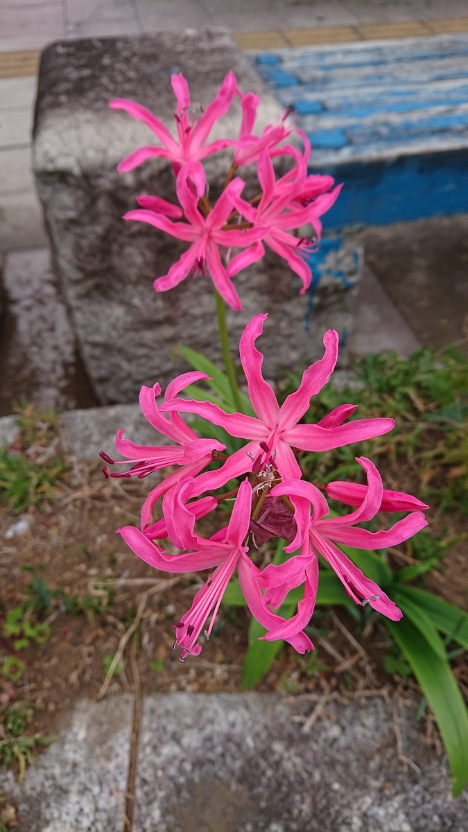 f:id:funaosarasa:20201202113330j:plain