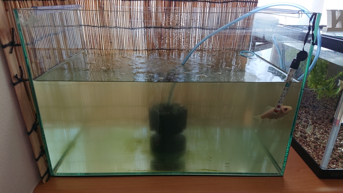 懐古堂スポンジフィルターを入れる すくい金魚