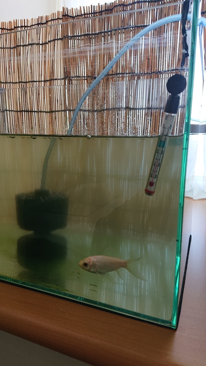 懐古堂スポンジフィルターを入れる すくい金魚