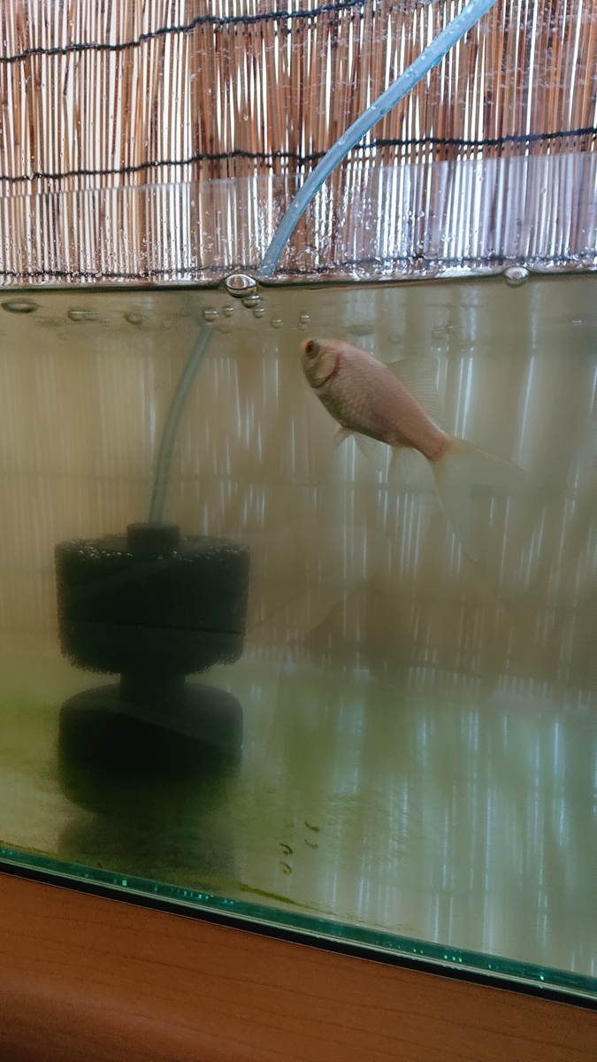 懐古堂スポンジフィルターを入れる すくい金魚