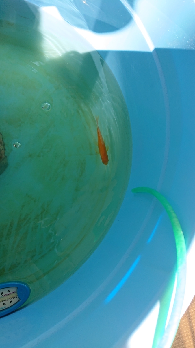 f:id:funaosarasa:20201208134711j:plain