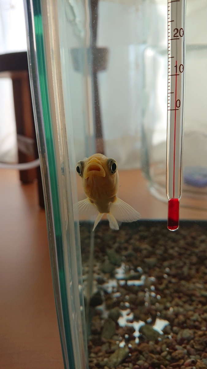 f:id:funaosarasa:20201221101539j:plain