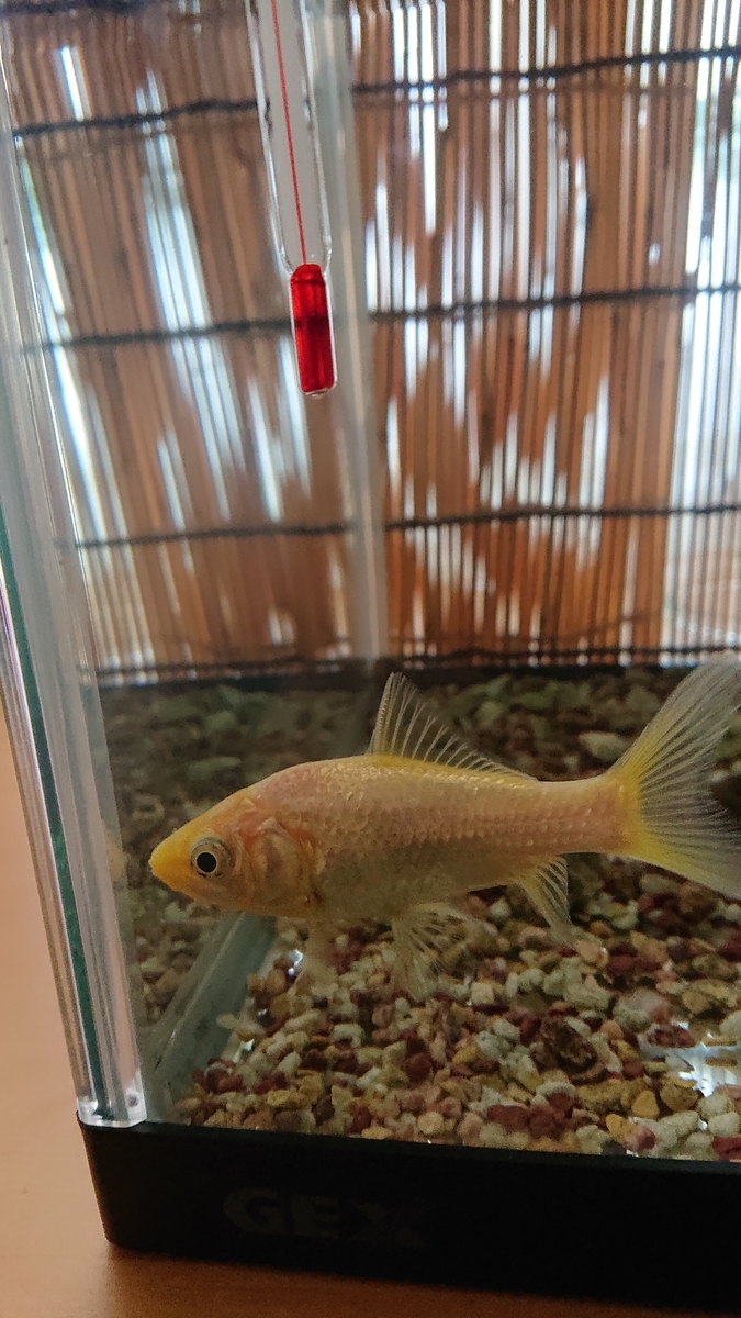 f:id:funaosarasa:20201221101809j:plain