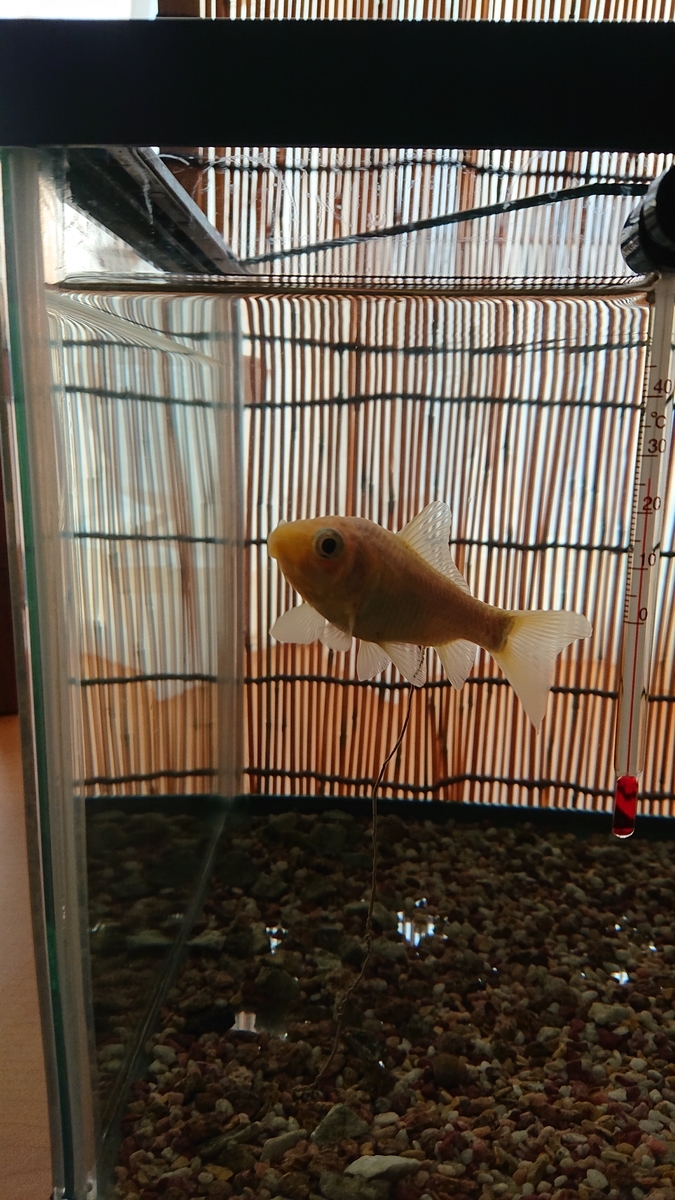 f:id:funaosarasa:20201221102107j:plain