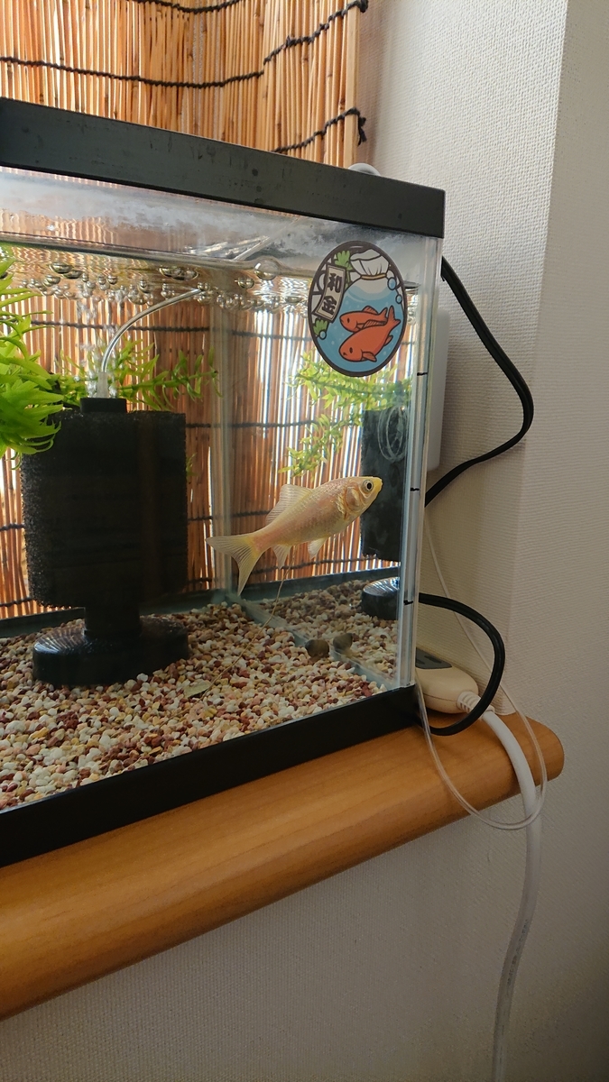 f:id:funaosarasa:20201221102215j:plain