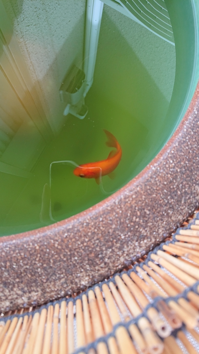 f:id:funaosarasa:20201224114030j:plain