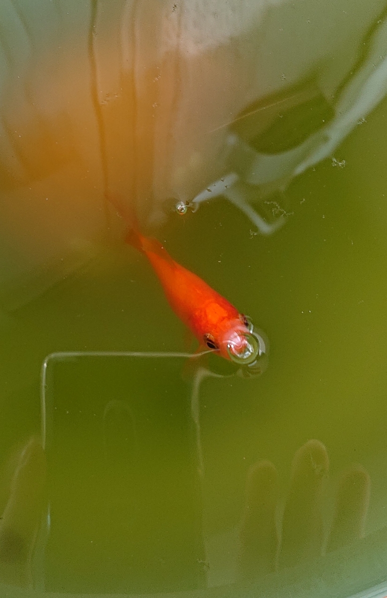 f:id:funaosarasa:20201224114210j:plain